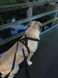 Bullmastiff dog with harness on