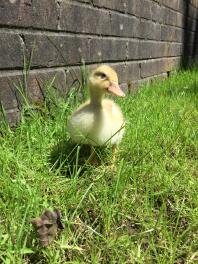 Pip as a duckling 