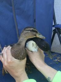 Two brother ducks being held by their owner