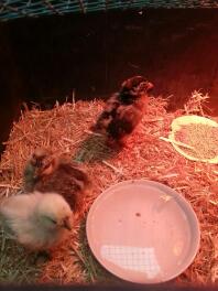 2 silkies 1 Campine 4 weeks old