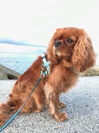 A stunning king charles spaniel