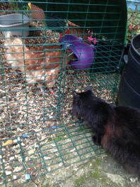 Absynthe meeting her new chicken friends for the first time!