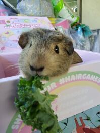 Guinea pig eating