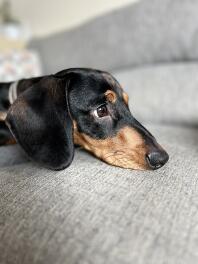 He sits still once a week!