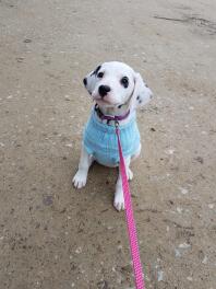 Dalmatian puppy