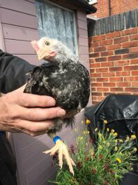 Seven week old Dorking cockerel