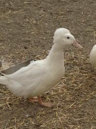 This is daphnie a beautiful crested pekin. i lost her to a preditor during the middle of the day