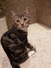 A european shorthaired cat.