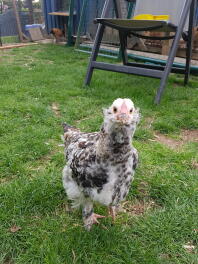 Chicken in garden