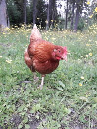 A brown chicken in a garden with buttercup flowers