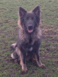 Kael our 1 yr old gsd he's adorable