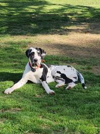 River, 9 month old harlequin Great Dane puppy