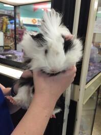 Getting my new guinea pig 