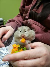 A hamster eating pees and carrots.
