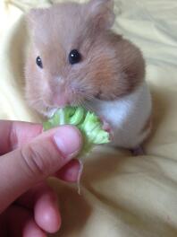 Mmm salad ???? 