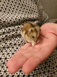 A small brown dwarf hamster on their owners hand