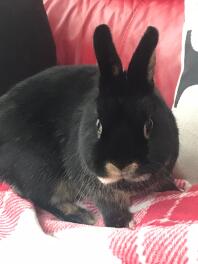 Bramble the Havana