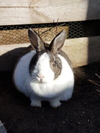 A chubby black and white bunny rabbit sat in the sun