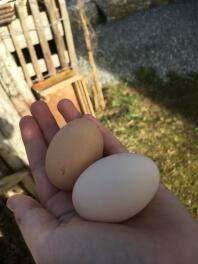 Two large eggs in a woman's hand in a garden