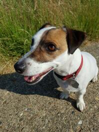 A jack russel dog with a red collar.
