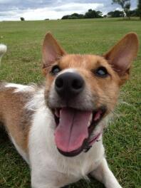 Charlie the JRT who’s smile makes everyday a great day 