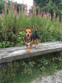 CoCo the Black & Tan Jack Russell