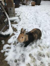 A black and brown bunny rabbit in the Snow in a garden