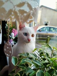 White cat