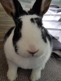 A black and white spotty bunny rabbit sat on a sofa