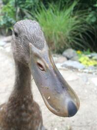 A close up image of a brown ducks bill