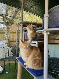 Tom and jerry exploring their new catio!
