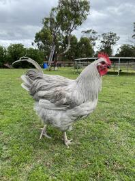 Big bad Barry