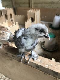 Just look at those gorgeous feathered feet! Blue Copper Marans at 2.5 weeks.