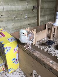 Wheaten Marans pullet (I’m guessing) at 2.5 weeks.