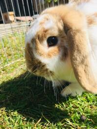 ‘just leave me to eat the grass woman’