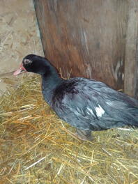 Muscovy female