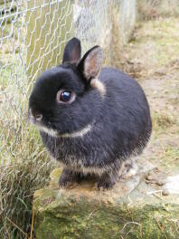 Netherland Dwarf