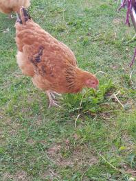 Buff Orpington free ranging