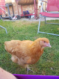 Curious Buff Orpington