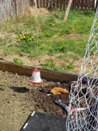 Has own dust bath, uses my compost instead! lol