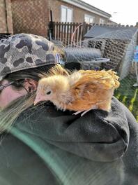 Loki thinks shes a parrot! - Buff Orpington Chick