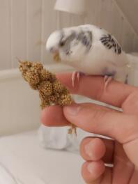 A bird pecking some food whilst being held.