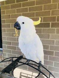 Julie the sulphur crested cocky