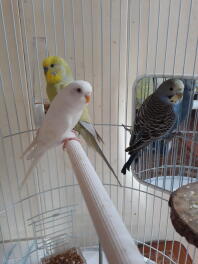 Three white yellow and blue budgies in a cage perched on a wooden stick