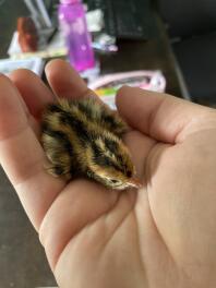 New born quail