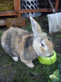 Truffle my 12 year old giant lop! :-)