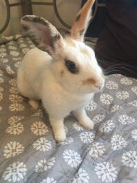 Rabbit on bed