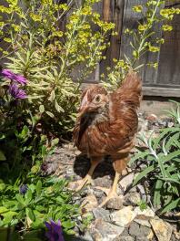 Juvenile Rhode Island Red in garden.