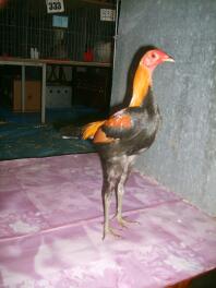 Chicken posing for camera