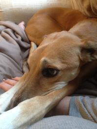 Smooth haired Saluki